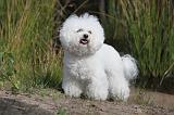 BICHON FRISE 321